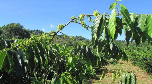 Ylang Ylang Essential Oil - ECO. Modern Essentials