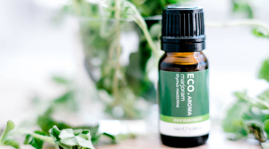 Benefits & Uses of Spanish Marjoram Essential Oil