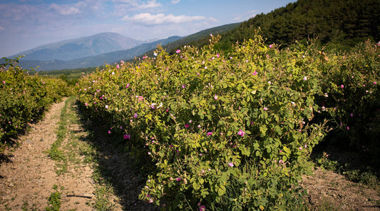 Benefits & Uses of Rose Essential Oil