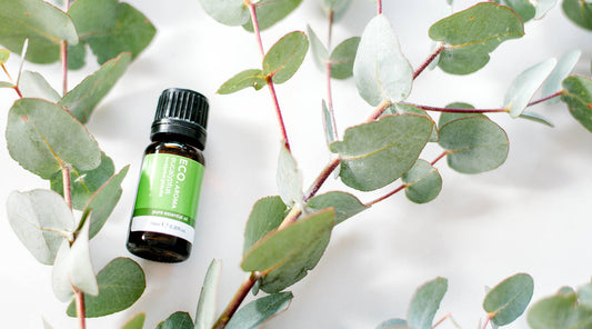 Eucalyptus Blue Gum Essential Oil