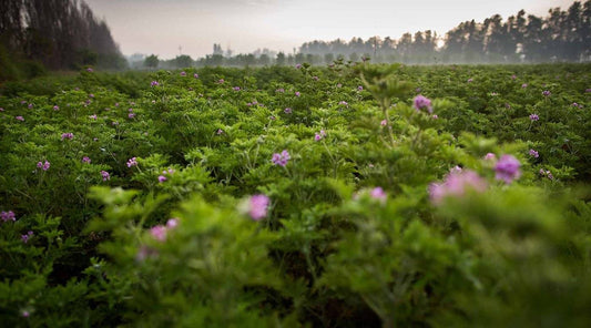 Benefits & Uses of Geranium Essential Oil