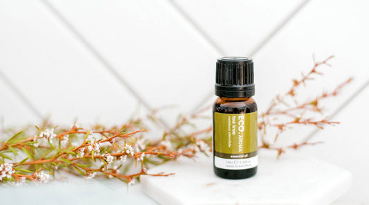 Benefits & Uses of Tea Tree Essential Oil