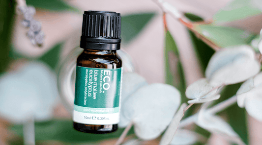 Australian Eucalyptus Blue Mallee Essential Oil - ECO. Modern Essentials