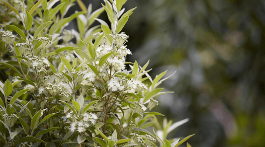 Lemon Myrtle Essential Oil - ECO. Modern Essentials