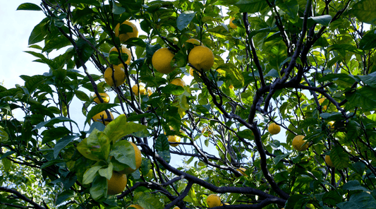 Bergamot Essential Oil - ECO. Modern Essentials